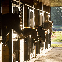 Horses in stables outlined by morning sunlight