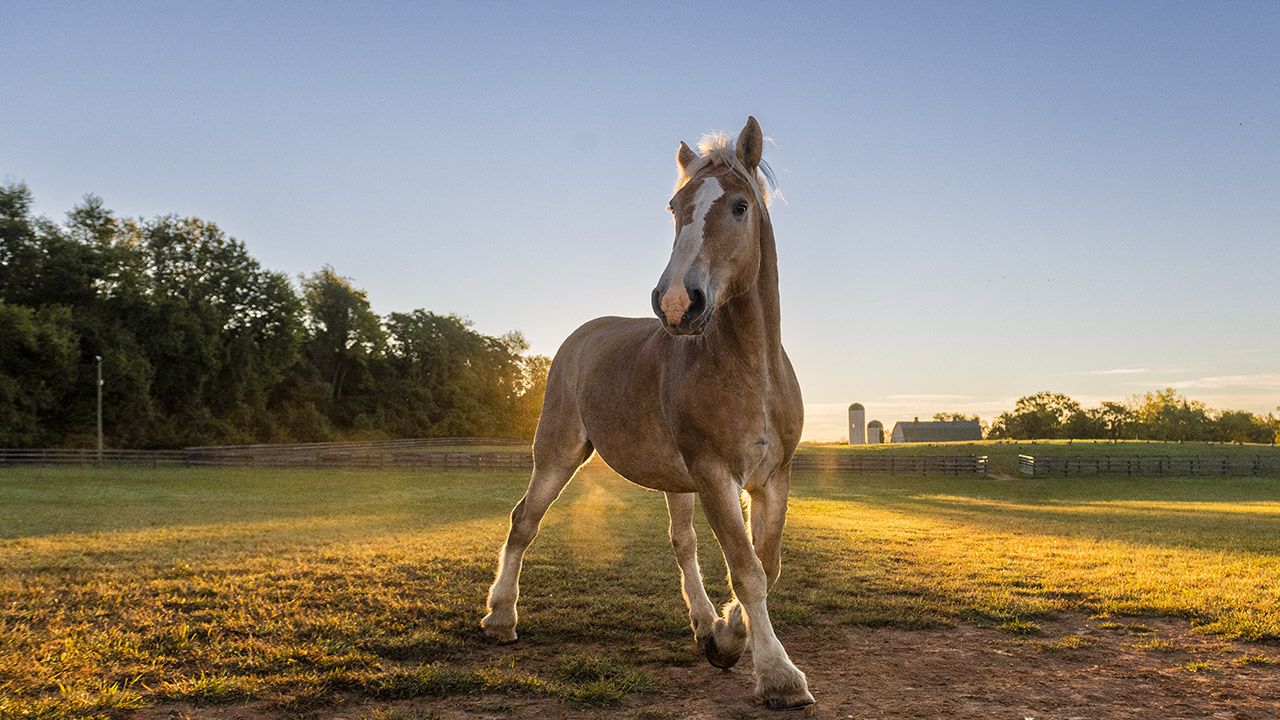 Tan Horse