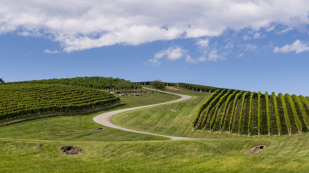 Winding Vineyard Path