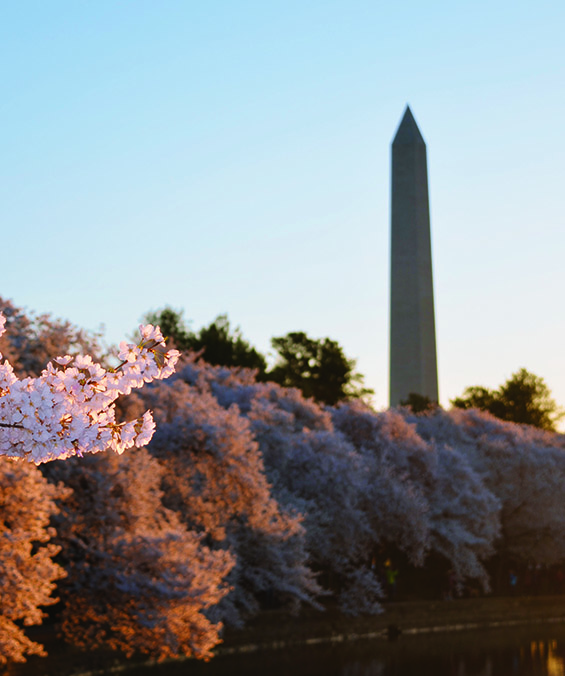 Washington Memorial with blooming cherry blossoms