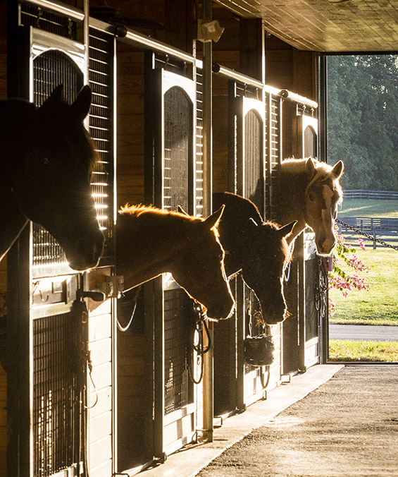 Horses in stables covered in morning sunlight