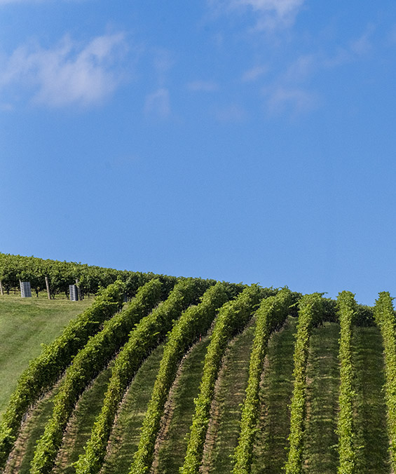 Wine rolling hill vineyard rows